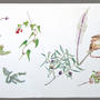 Botanical sketches . Watercolour on Arches paper . 57 x 76 cm