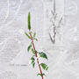 Pampa - “Weeds” - Amaranthus quitensis, Commelina erecta . Detail