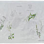 Pampa - “Weeds” - Amaranthus quitensis, Commelina erecta . Herbarium on canvas . Acrylic paint and gesso on canvas . 180 cm x 90 cm . 2019